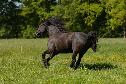 Friesian horse at a gallop