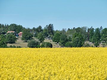 Le colza en Suède sur Geertjan Plooijer