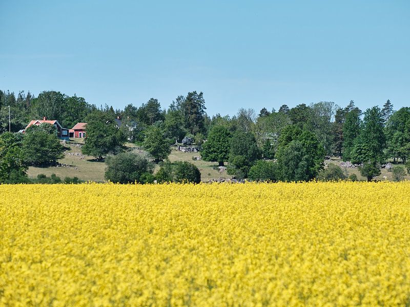 Rapssaat in Schweden von Geertjan Plooijer