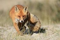 Rotfuchs ( Vulpes vulpes ), schleicht mit verschlagenem Blick direkt auf die Kamera zu, wildlife, Eu von wunderbare Erde Miniaturansicht