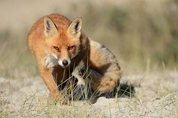 Renard roux ( Vulpes vulpes ), se faufilant directement vers la caméra avec un regard sournois, faun sur wunderbare Erde