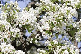 Bloesem by t de bruin