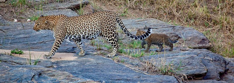 Luipaard met jong van Peter Michel