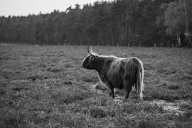 Highlander écossais, Wezepsche Heide sur S van Wezep