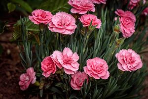 Œillets roses sur Rob Boon