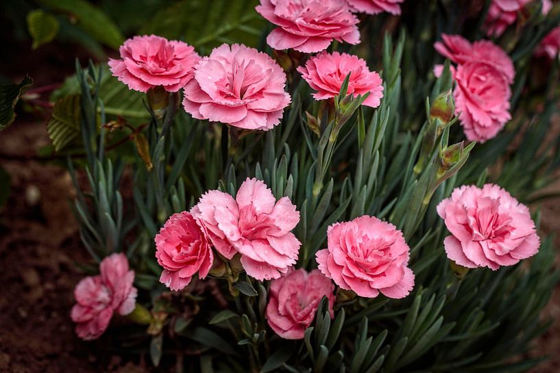 Œillets roses par Rob Boon