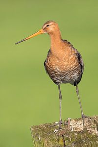 Grutto op een paaltje in een weiland. van Rob Christiaans