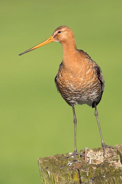 Black-tailed godwit on a pole in a meadow. by Rob Christiaans