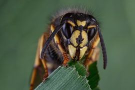 Koningin Saksische wesp (Dolichovespula saxonica). van Jeroen  Ruël