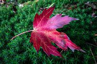 Feuilles d'automne rouges