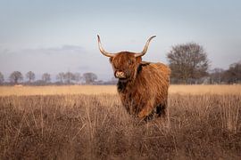 Schottischer Highlander in der Wintersonne - Drents landschap (Hijkerveld)