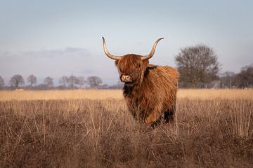 Schotse Hooglander in de winterzon – Drents landschap (Hijkerveld) van KB Design & Photography (Karen Brouwer)
