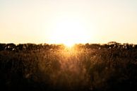Heide van Thomas Duiker thumbnail