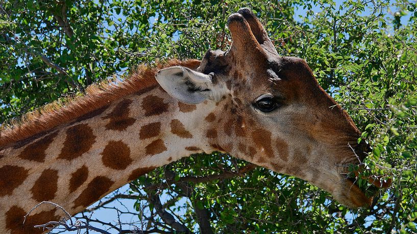 Giraffe picking leaves from a tree by Timon Schneider