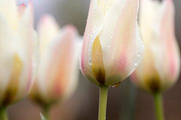 Tulip van Janny Kleijn