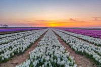 Hyacinthen Egmond