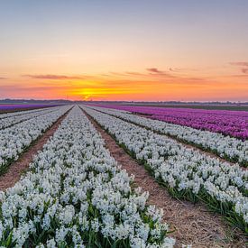 A Field of Hyacinths sur Stuart Dayus