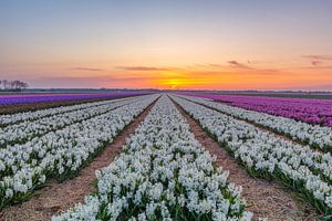 A Field of Hyacinths von Stuart Dayus