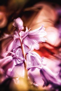 Bluebells in the Sunshine