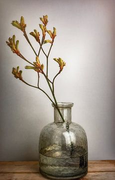 Still life kangaroo branch in vase