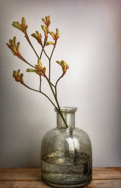 Stilleben Känguruzweig in Vase von Marjolein van Middelkoop