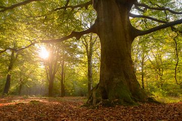 Old Beech tree in a beech tree forest by Sjoerd van der Wal Photography