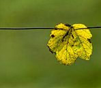 Herfst van noeky1980 photography thumbnail