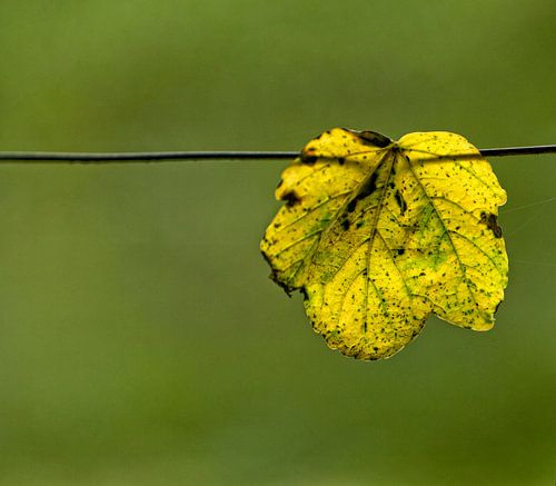 Herfst