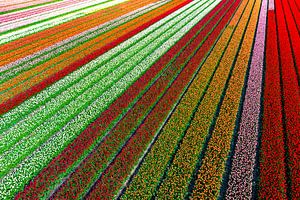 Tulpen, die im Frühling auf landwirtschaftlichen Feldern wachsen, von oben gesehen
