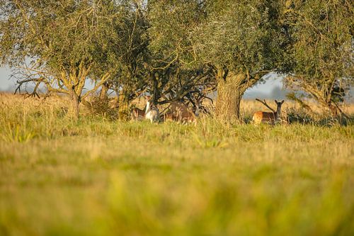 Fallow deer in the Lauwersmeer.