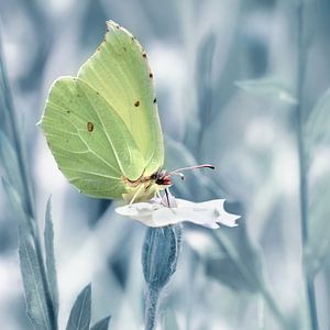 Schmetterling  Zitronenfalter von Violetta Honkisz