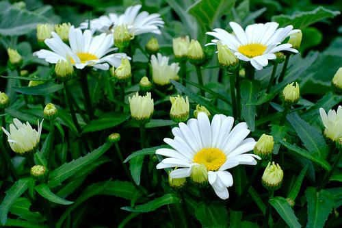 Fleurs de camomille sur fond vert