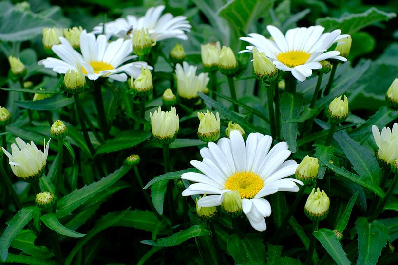Kamille Blumen mit grünem Hintergrund von Olena Tselykh