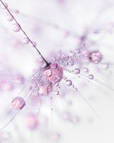 Abstractie: Roze druppels