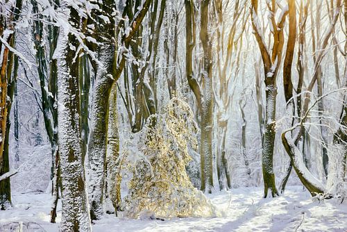 Winter Prinses