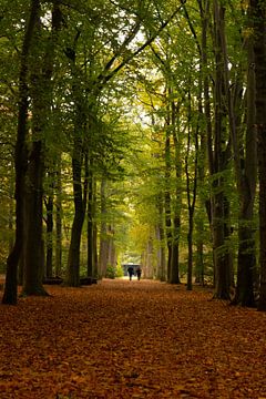 Herfst in het Warandebos van Nynke Altenburg