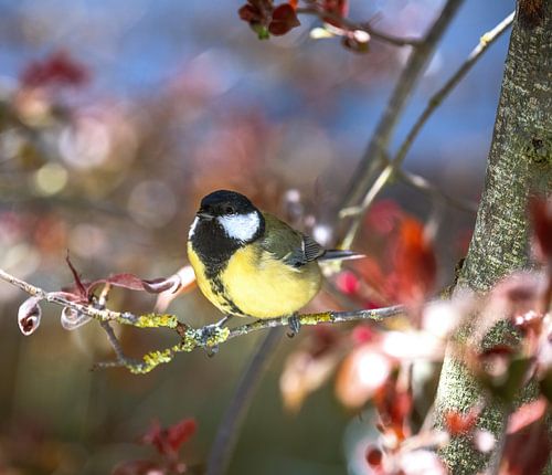 Mésange charbonnière sur un arbre