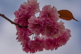 Cherry Blossoms by Johnny Flash