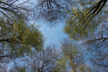 look up in sky... Tree tops in Spring van wunderbare Erde