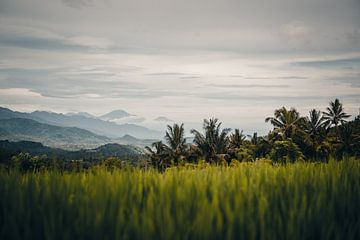 Authentische tropische Ausblicke in Bali, Indonesien von Troy Wegman