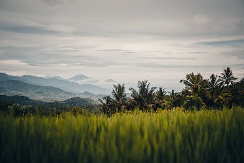 Authentiek tropisch uitzicht in Bali, Indonesië