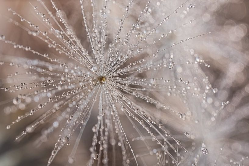 A very small piece of dandelion by Marjolijn van den Berg