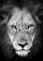 Scar der Löwe