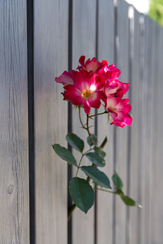 Blumenzauber