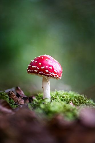 Rood met witte stippen