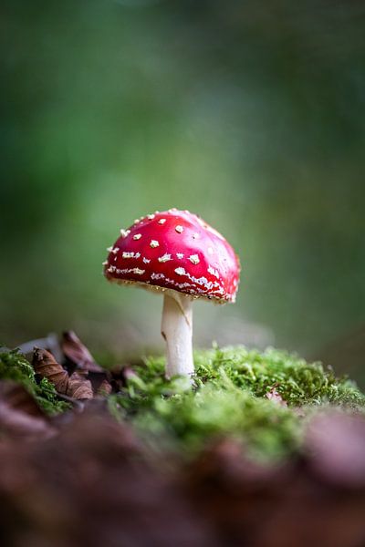 Rood met witte stippen van Sake van Pelt