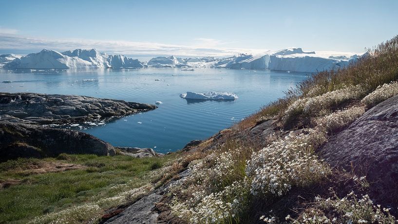 Schöne Blumen mit Eisbergen im Hintergrund von Ralph Rozema