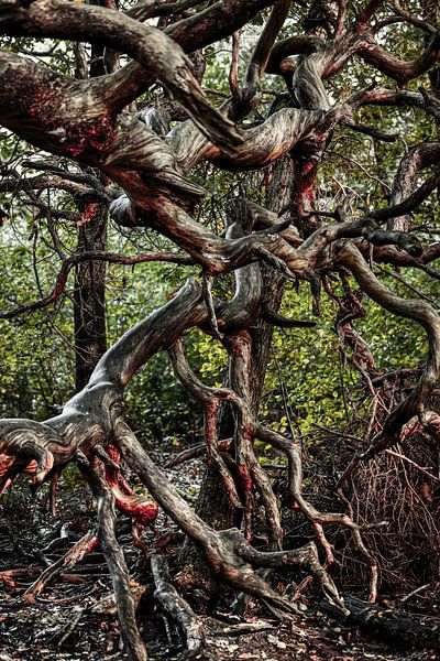 Witch stump by Toon Vieijra