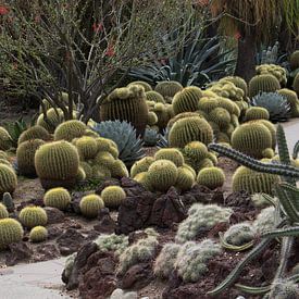 Cactus Schoonmoedersstoel in Huntington Gardens von Henk Alblas