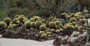 Cactus Schoonmoedersstoel in Huntington Gardens van Henk Alblas